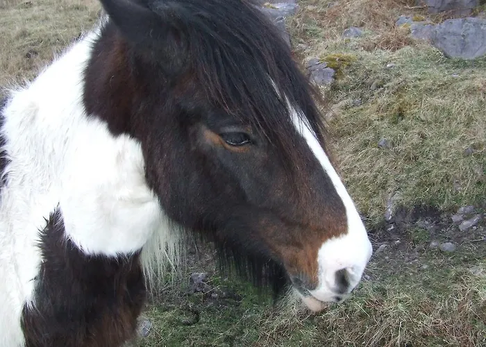 Rockfield House فندق مبيت وإفطار كيلارني