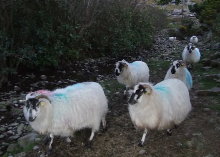 לינה וארוחת בוקר Rockfield House קיל איירן